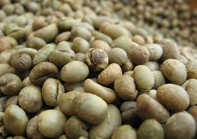 Culi Robusta Culi Robusta