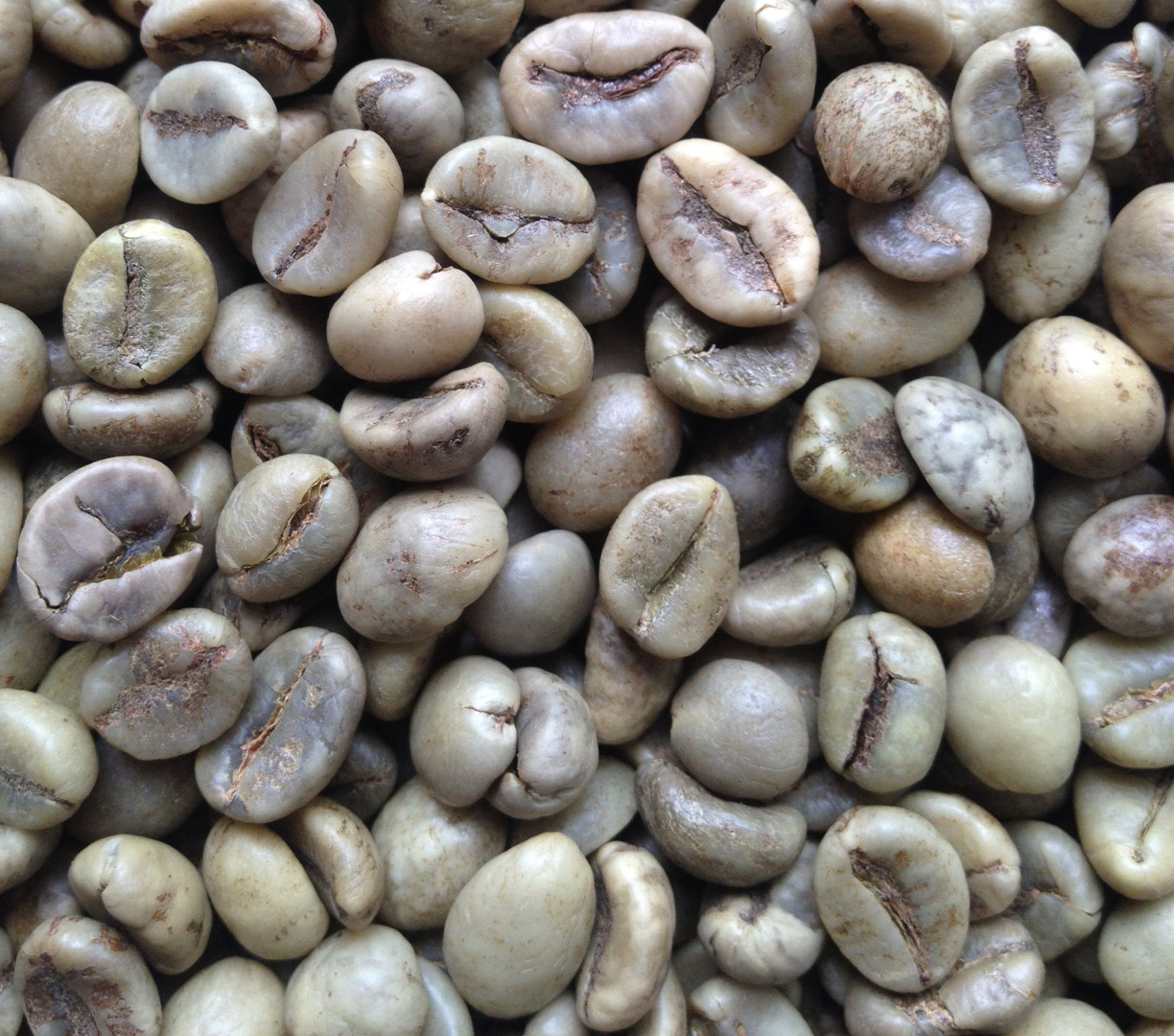 Robusta đánh bóng ướt - Robusta Wet Polished Robusta đánh bóng ướt - Robusta Wet Polished