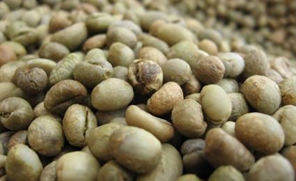 Culi Robusta
