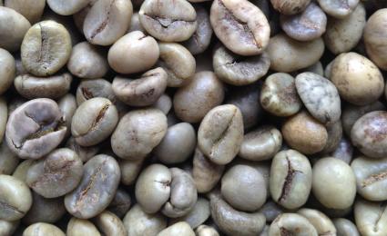 Robusta đánh bóng ướt - Robusta Wet Polished