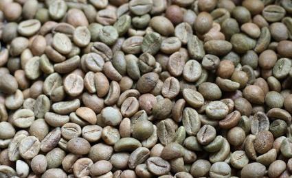 Cà phê Vối - Robusta