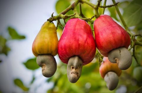 hat điều rang muối