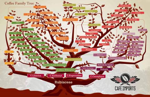 Phả hệ loài cây cà phê